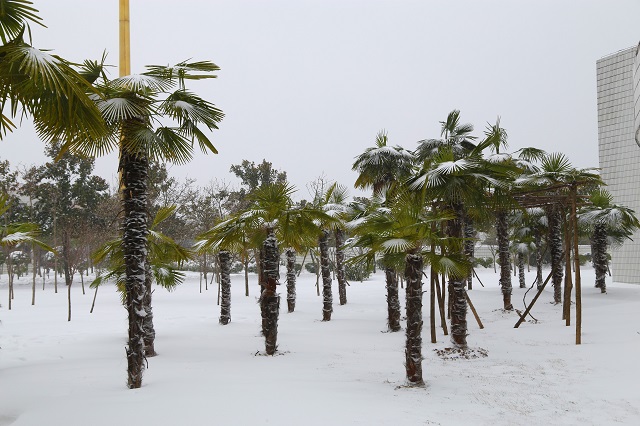 大雪压棕榈 棕榈挺且直
