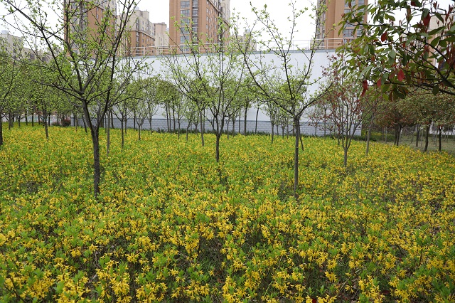 高铁迎春花——金英翠萼带春寒 黄色花中有几般