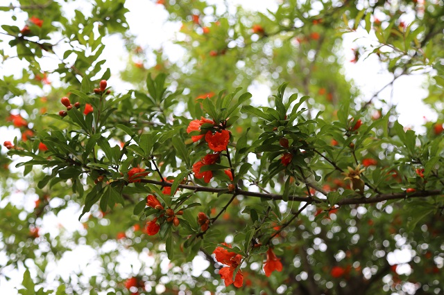 羊山石榴花——浓绿万枝点点红 - 美翻了我的家 - 信阳市供水集团有限