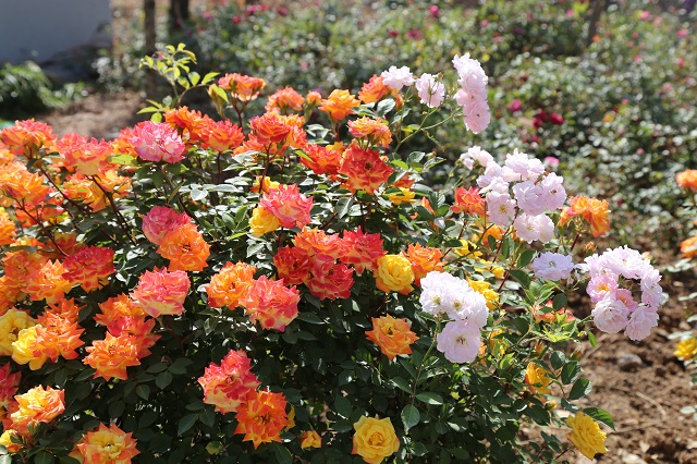 青春脚步 奋斗新篇