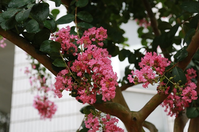 柴油机自吸泵，原理大揭秘！