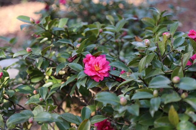 南湾水厂——南湾茶花争芳菲 翠翎蜡觜相光辉