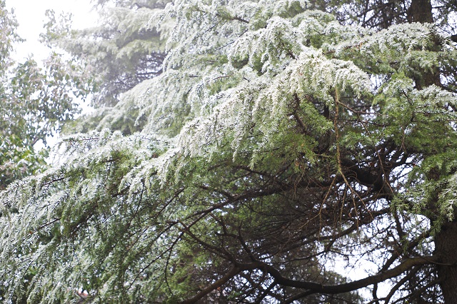 南湾水厂——昨夜飞琼千万缕 谁剪条条晴雪