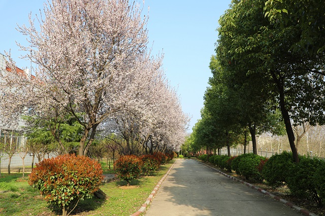 湖东水厂—  —陂春水绕花身 花影妖娆各占春