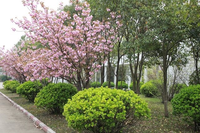 湖东水厂——红芳艳兮花似雾 绿阴径兮叶生烟