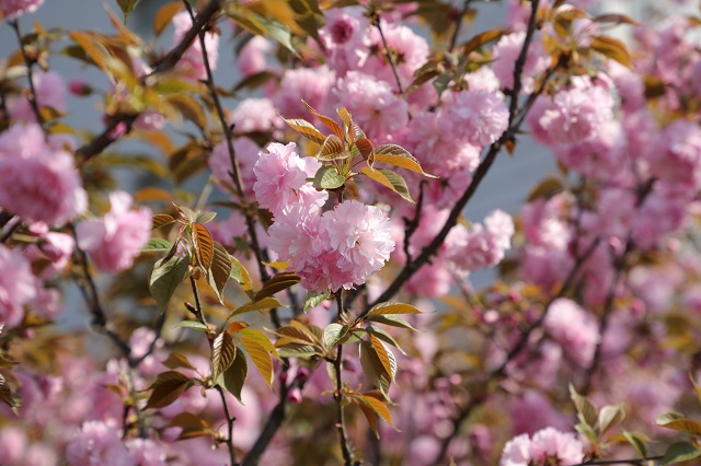 湖东樱花——层层围珠玑 团团锦绣簇