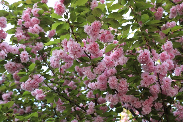 羊山加压站——琼枝迎春来 潋滟醉花开