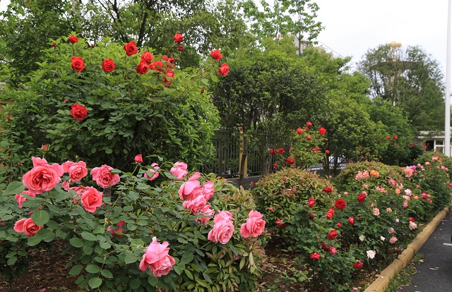 羊山院区——月季花开满院宣 芳香四溢沁青天