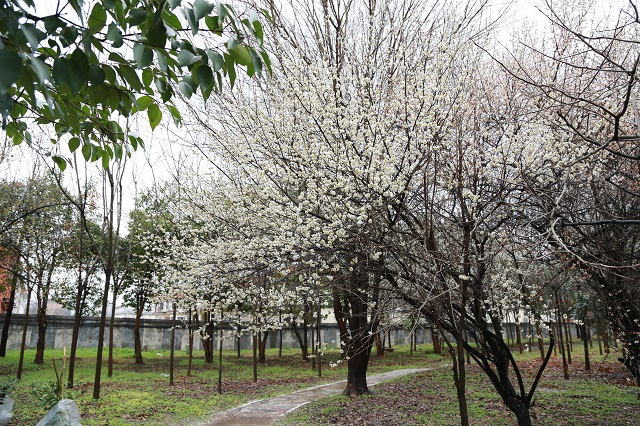 湖东水厂——梅花点点开 已觉春意动.