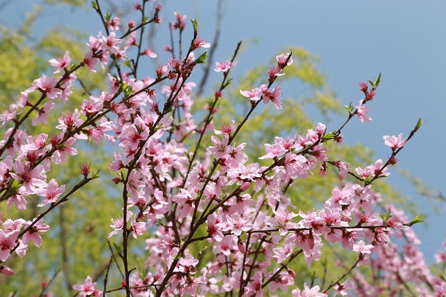 湖东取水桃花——桃花春色暖先开 明媚谁人不看来