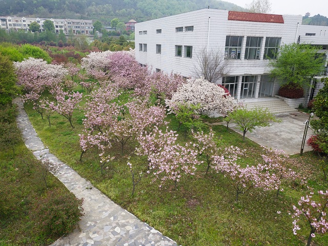 湖东樱花——十里锦绣樱花绽 千瓣万瓣绕林间